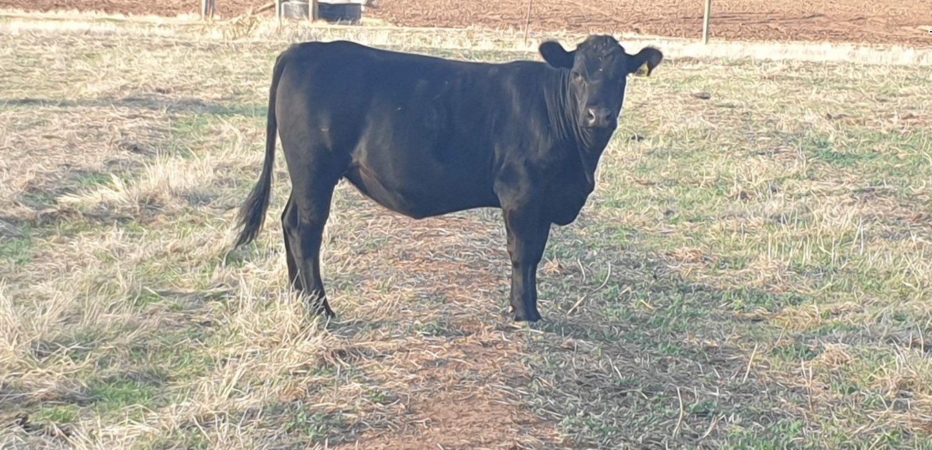 Angus Heifer Livestock Beef Cattle Heifers For Sale